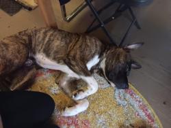 Lost Male Dog last seen Pender st & Seymour st Vancouver, B.C., Vancouver, BC 