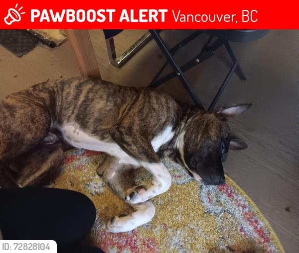 Lost Male Dog last seen Pender st & Seymour st Vancouver, B.C., Vancouver, BC 