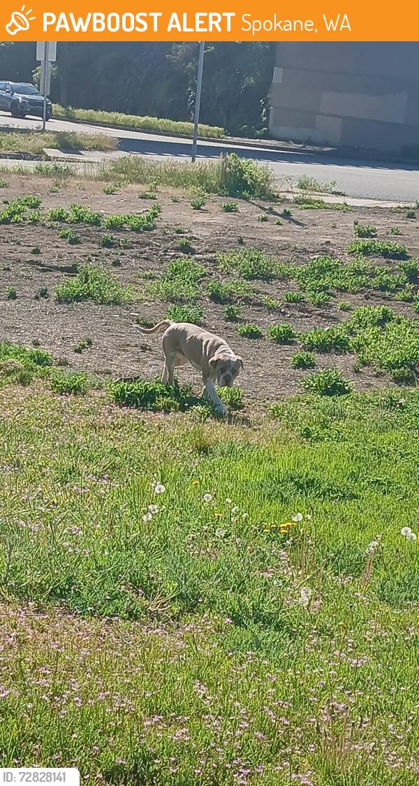 Found/Stray Male Dog last seen Easter Sprague and Scott, milestones pediatrics, Spokane, WA 99202