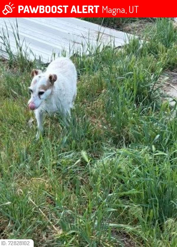 Lost Female Dog last seen Near W and I80, WVC, UT, Magna, UT 84044