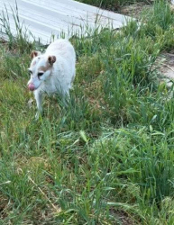 Lost Female Dog last seen Near W and I80, WVC, UT, Magna, UT 84044