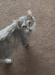 Lost Female Cat last seen N McLean and 10th St near Sim Park, Wichita, KS 67203
