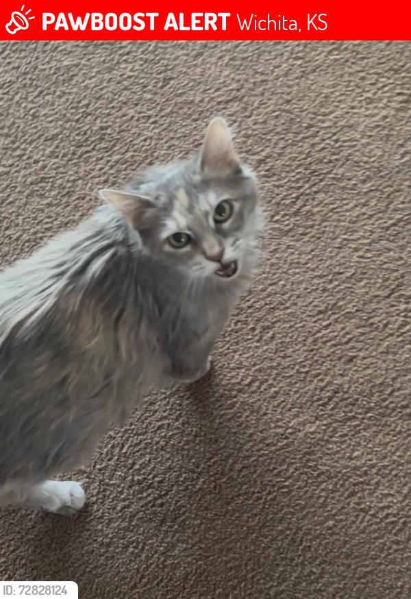 Lost Female Cat last seen N McLean and 10th St near Sim Park, Wichita, KS 67203