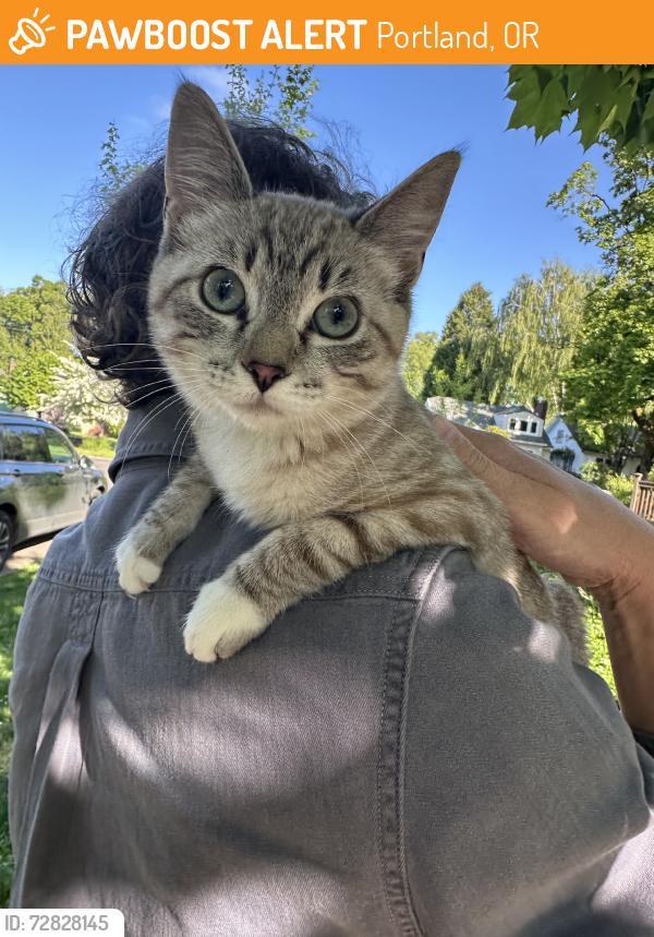 Found/Stray Female Cat last seen East rose garden ladd addition, Portland, OR 97214
