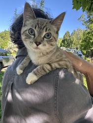 Found/Stray Female Cat last seen East rose garden ladd addition, Portland, OR 97214