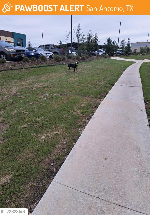 Found/Stray Female Dog last seen S Ellison , San Antonio, TX 78245