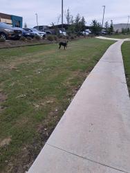 Found/Stray Female Dog last seen S Ellison , San Antonio, TX 78245