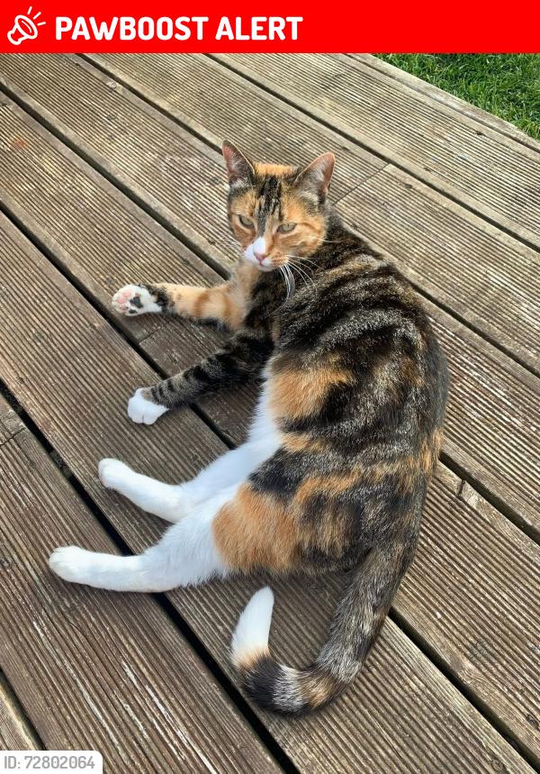 Lost Female Cat last seen Fields at the back of Sylvan Drive, Isle of Wight, England PO30 5EG