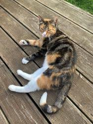 Lost Female Cat last seen Fields at the back of Sylvan Drive, Isle of Wight, England PO30 5EG