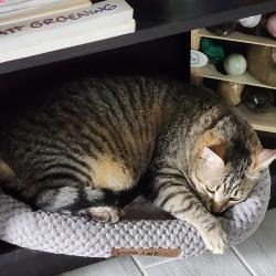 Lost Female Cat last seen Boat Ramp 11, Spring Branch, TX 78070