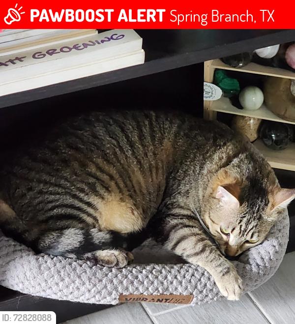 Lost Female Cat last seen Boat Ramp 11, Spring Branch, TX 78070