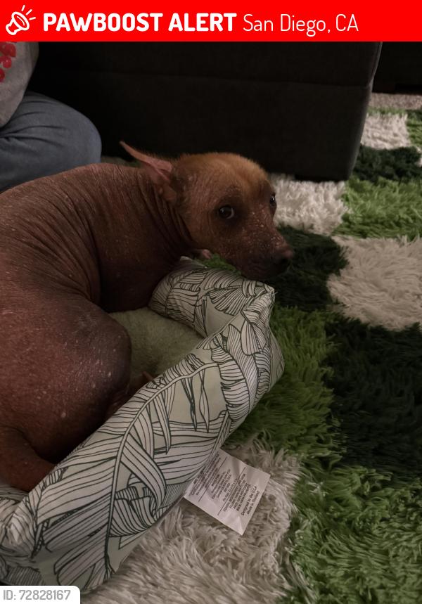 Lost Female Dog last seen Ganesta rd Mira mesa San Diego ca , San Diego, CA 92126