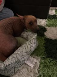 Lost Female Dog last seen Ganesta rd Mira mesa San Diego ca , San Diego, CA 92126
