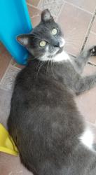 Lost Male Cat last seen Near Brookville Lane , Boca Raton, FL 33428