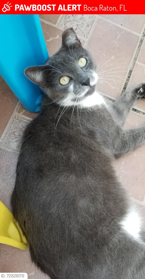 Lost Male Cat last seen Near Brookville Lane , Boca Raton, FL 33428