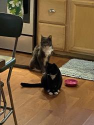 Lost Female Cat last seen Austin Avenue , Richmond, VA 23222
