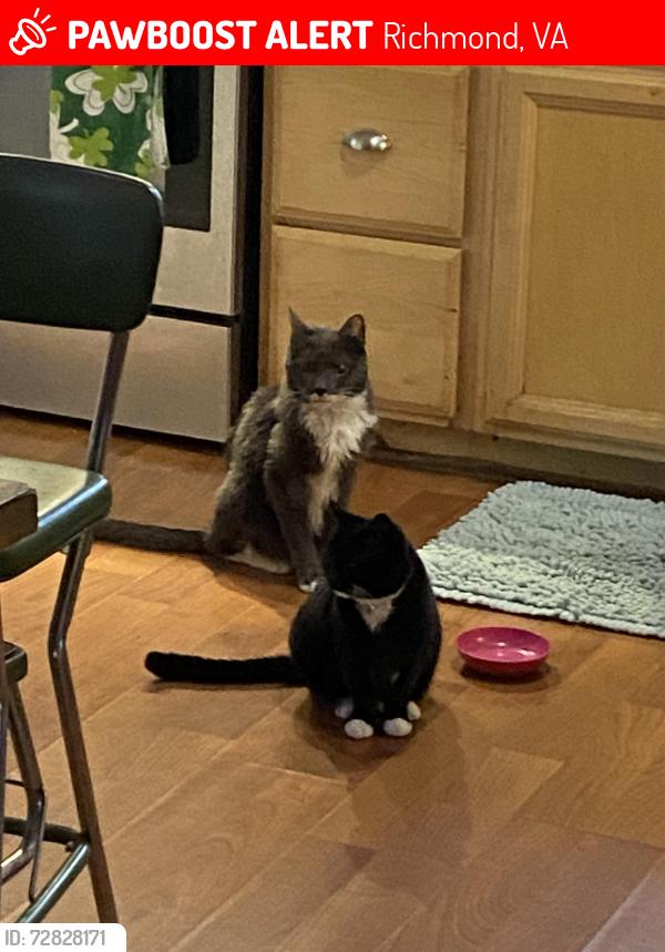 Lost Female Cat last seen Austin Avenue, Richmond, VA 23222