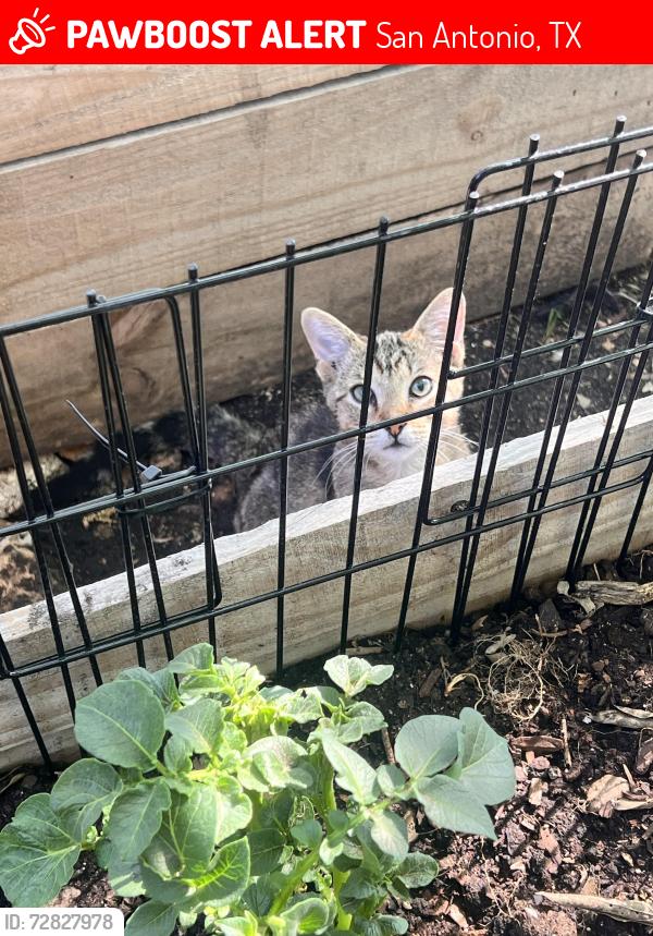 Lost Male Cat last seen Southcross , San Antonio, TX 78223