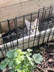 Lost Male Cat last seen Southcross , San Antonio, TX 78223