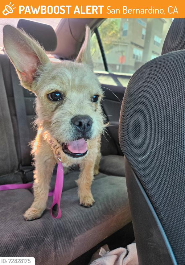 Found/Stray Female Dog last seen Near th St / Sierra  Ave, San Bernardino, CA 92407