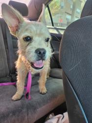 Found/Stray Female Dog last seen Near th St / Sierra  Ave, San Bernardino, CA 92407