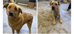 Found/Stray Unknown Dog last seen Gary Animal Control, Gary, IN 46402