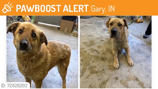 Found/Stray Unknown Dog last seen Gary Animal Control, Gary, IN 46402