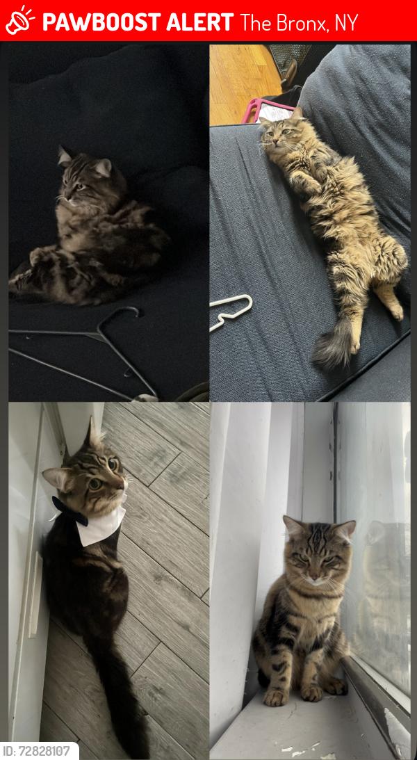 Lost Male Cat last seen Crotona park south , The Bronx, NY 10456