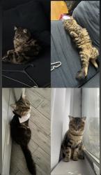 Lost Male Cat last seen Crotona park south , The Bronx, NY 10456