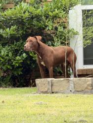 Found/Stray Male Dog last seen Near Reed Dr, The Colony, The Colony, TX 75056