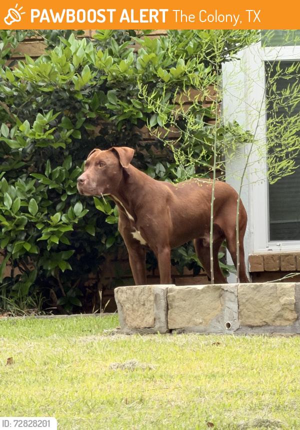 Found/Stray Male Dog last seen Near Reed Dr, The Colony, The Colony, TX 75056