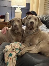 Lost Female Dog last seen Wadsworth Rd east of Delaney, Beach Park, IL 60083