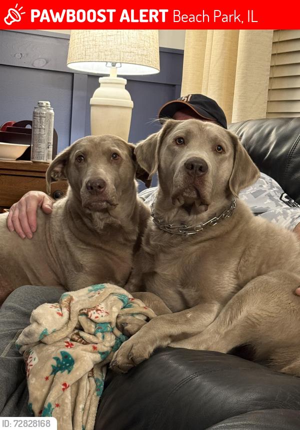 Lost Female Dog last seen Wadsworth Rd east of Delaney, Beach Park, IL 60083