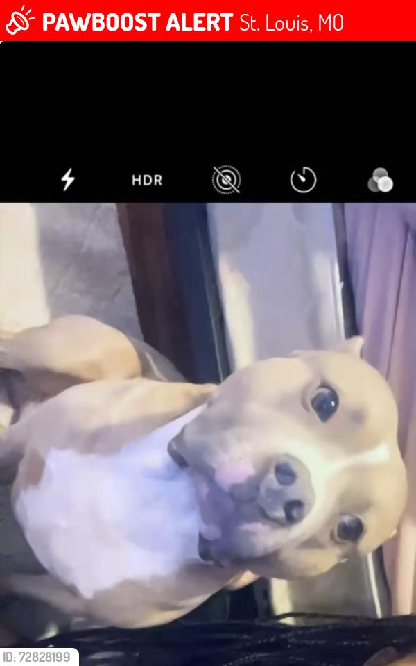 Lost Male Dog last seen Last I heard he was with 2 other dogs roaming around , St. Louis, MO 63137