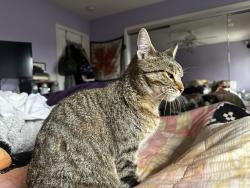 Found/Stray Female Cat last seen Claremont and Broadway , Long Beach, CA 90803