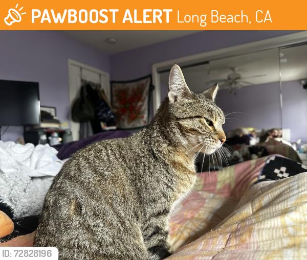 Found/Stray Female Cat last seen Claremont and Broadway , Long Beach, CA 90803