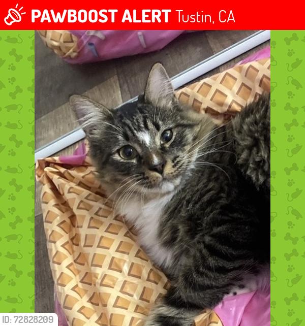 Lost Male Cat last seen Redhill and walnut , Tustin, CA 92780