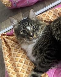 Lost Male Cat last seen Redhill and walnut , Tustin, CA 92780