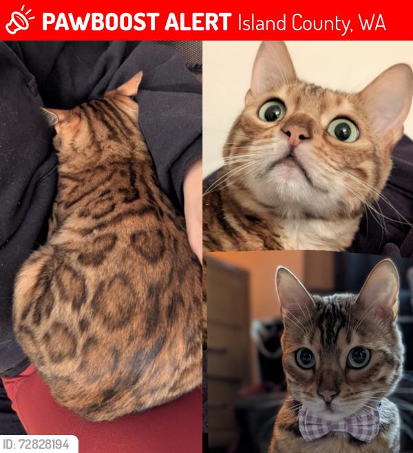 Lost Female Cat last seen Admiral's Cove , Island County, WA 98239