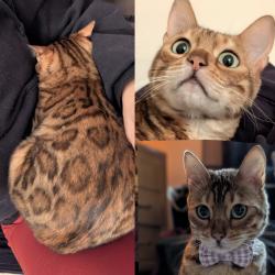 Lost Female Cat last seen Admiral's Cove , Island County, WA 98239
