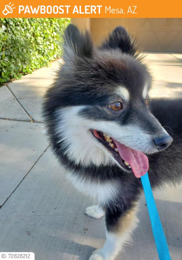 Found/Stray Male Dog last seen Caisson way/Tesla ave, Mesa, AZ 85212