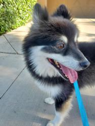Found/Stray Male Dog last seen Caisson way/Tesla ave, Mesa, AZ 85212