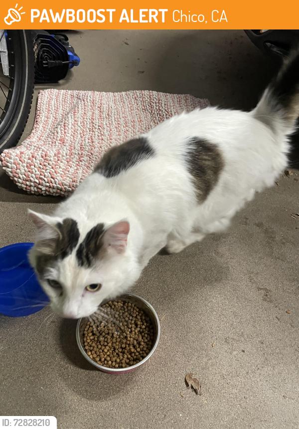 Found/Stray Unknown Cat last seen Neal Dow Avenue , Chico, CA 95926