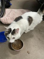 Found/Stray Unknown Cat last seen Neal Dow Avenue , Chico, CA 95926