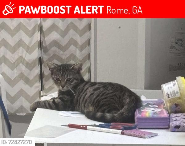 Lost Female Cat last seen Albert avenue and Lynn Avenue , Rome, GA 30165