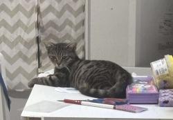 Lost Female Cat last seen Albert avenue and Lynn Avenue , Rome, GA 30165