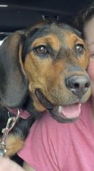 Found/Stray Female Dog last seen Farrington circle, Guyton, GA 31312