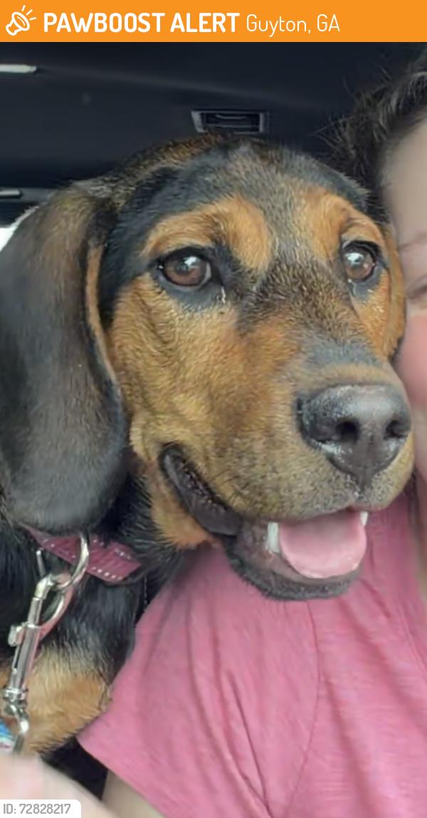 Found/Stray Female Dog last seen Farrington circle, Guyton, GA 31312