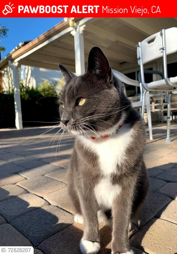 Lost Female Cat last seen Alicia Parkway and Jeronimo Rd. , Mission Viejo, CA 92691