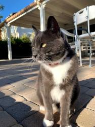 Lost Female Cat last seen Alicia Parkway and Jeronimo Rd. , Mission Viejo, CA 92691